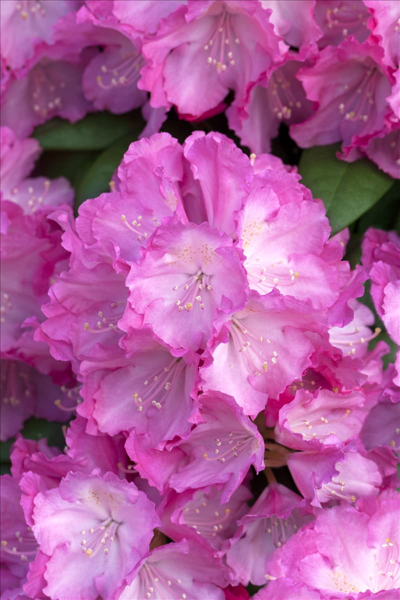 Rhododendron yakushimanum 'Polaris'
