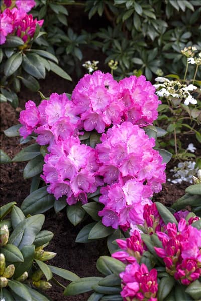 Rhododendron yakushimanum 'Polaris'