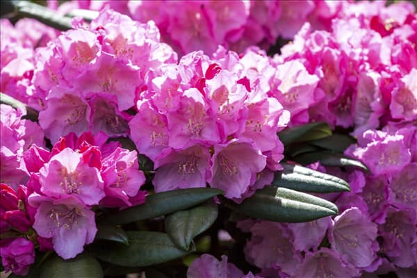 Rhododendron yakushimanum 'Polaris'
