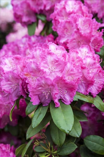 Rhododendron yakushimanum 'Polaris'