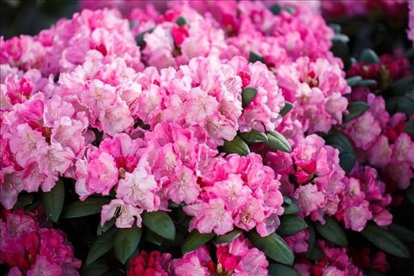 Rhododendron yakushimanum 'Polaris'