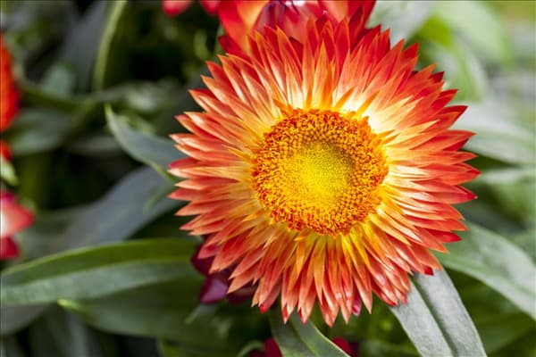 Helichrysum bracteatum