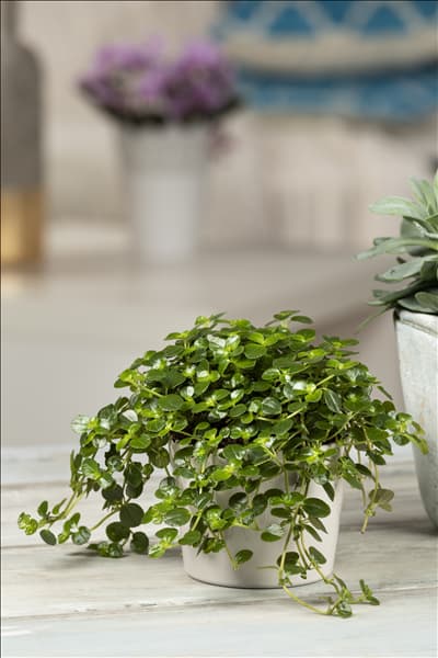 Pilea depressa