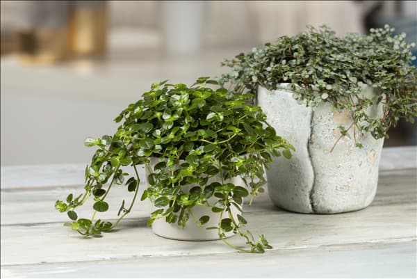 Pilea depressa