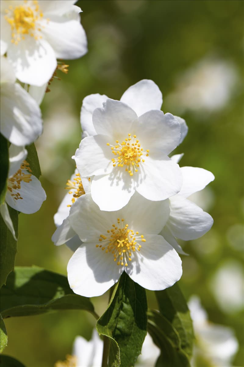 Philadelphus coronarius
