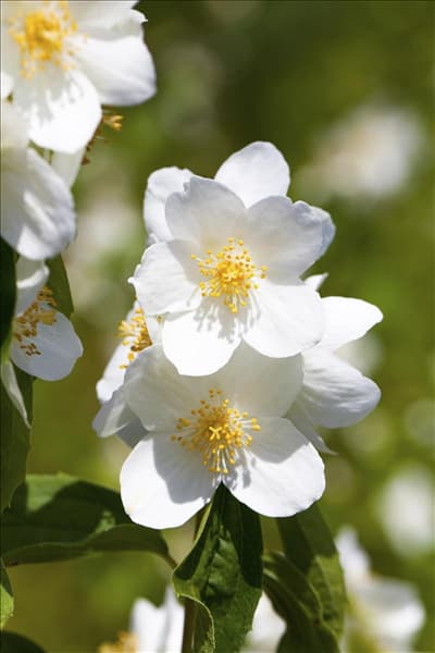 Philadelphus coronarius