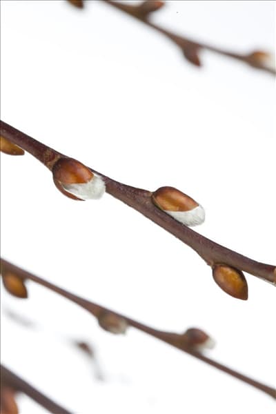Salix caprea 'Pendula'