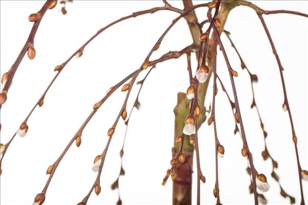 Salix caprea 'Pendula'