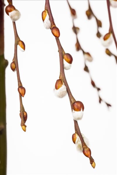 Salix caprea 'Pendula'
