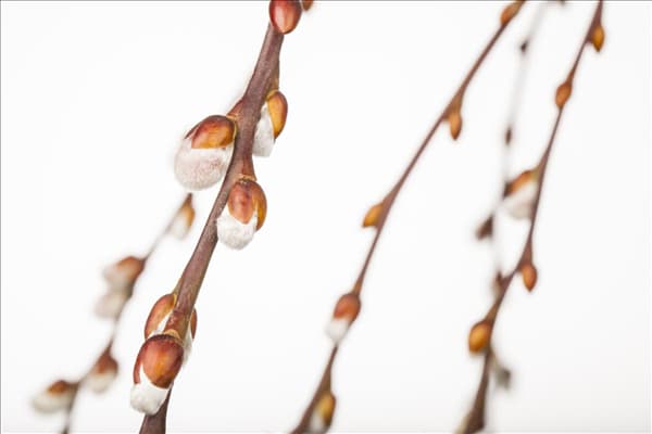 Salix caprea 'Pendula'