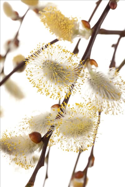 Salix caprea