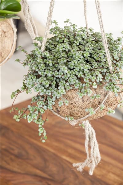 Pilea glauca