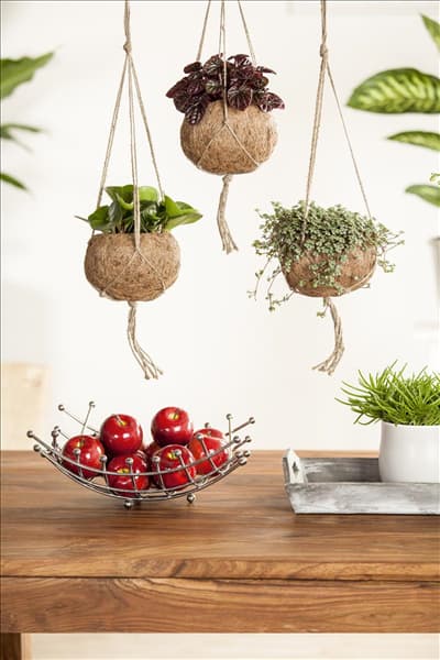 Peperomia