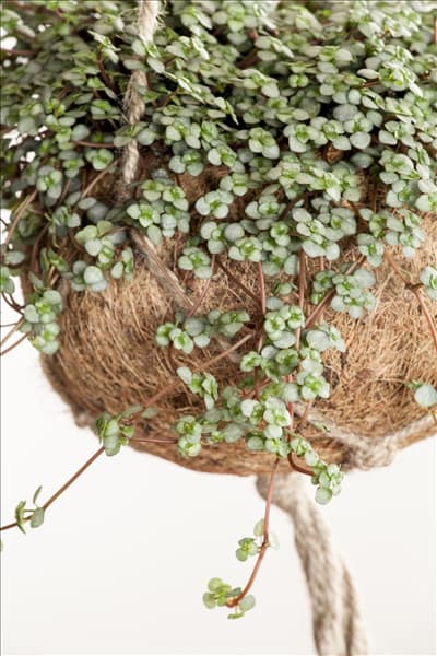 Pilea glauca