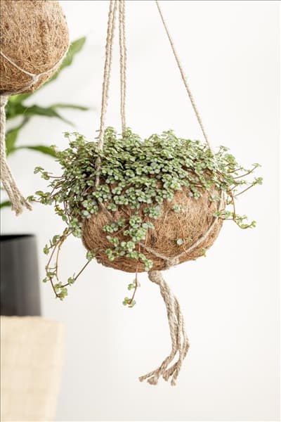 Pilea glauca