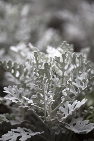 Senecio cineraria