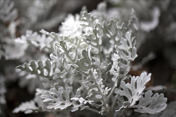 Senecio cineraria