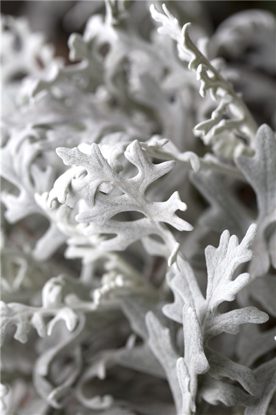 Senecio cineraria