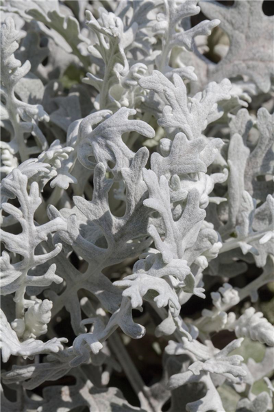 Senecio cineraria