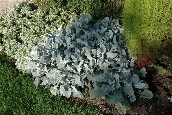 Senecio cineraria
