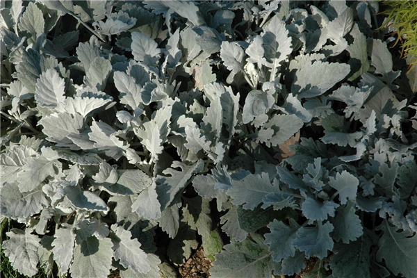Senecio cineraria
