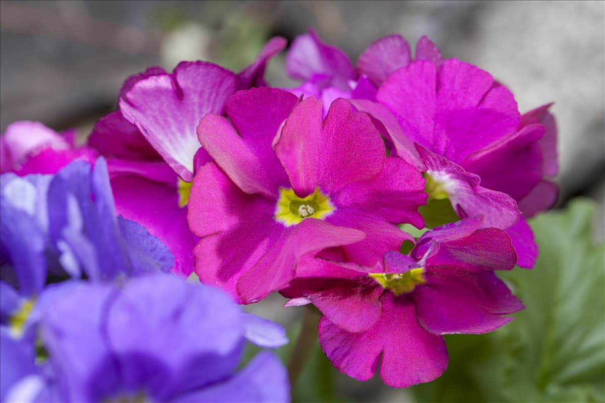 Primula obconica