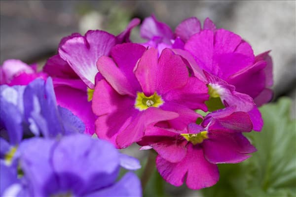 Primula obconica