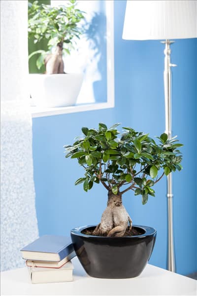 Ficus microcarpa 'Ginseng'