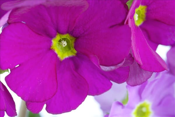 Primula obconica
