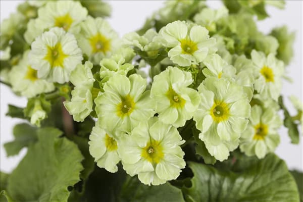 Primula obconica