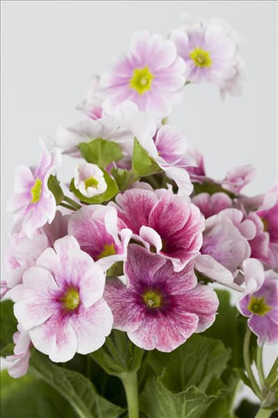 Primula obconica