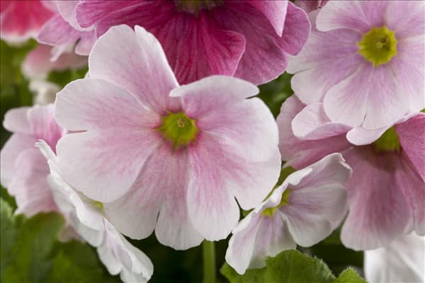 Primula obconica