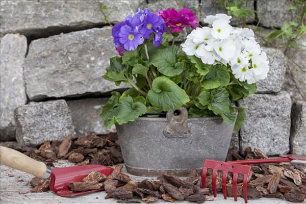 Primula obconica