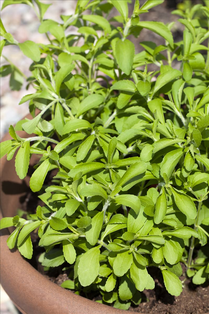 Stevia rebaudiana