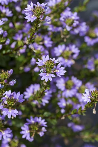Scaevola saligna 'Blue Angel'