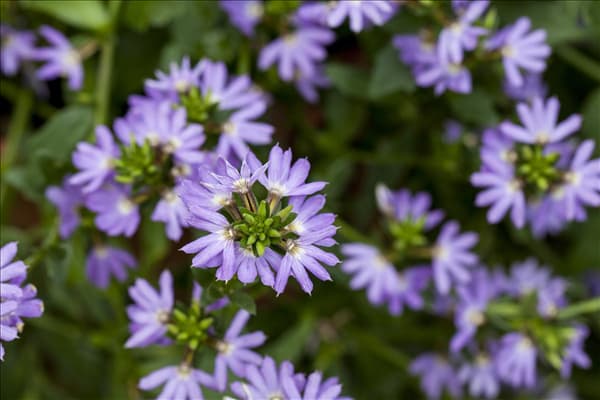 Scaevola saligna 'Blue Angel'