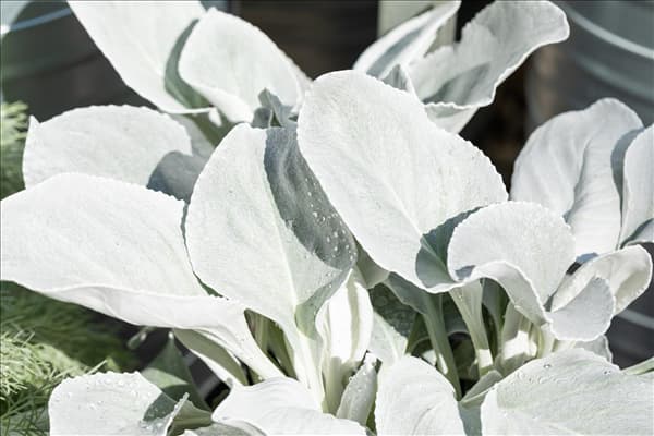 Senecio cineraria 'Angel Wings'