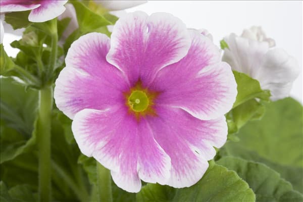 Primula obconica 'Touch Me'®