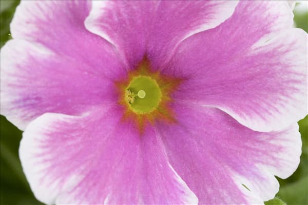 Primula obconica 'Touch Me'®