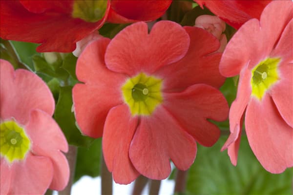 Primula obconica 'Touch Me'®