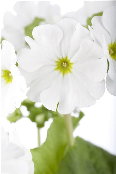 Primula obconica 'Touch Me'®