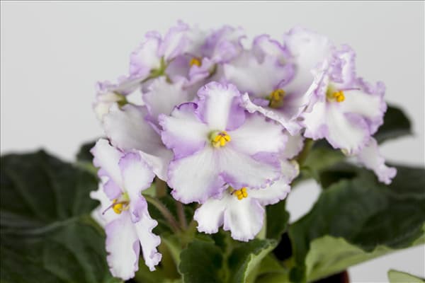 Primula obconica 'Touch Me'®