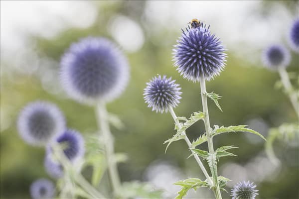 Echinops ritro