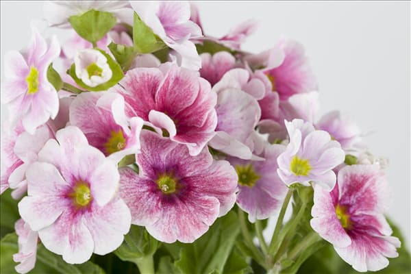 Primula obconica 'Touch Me'®