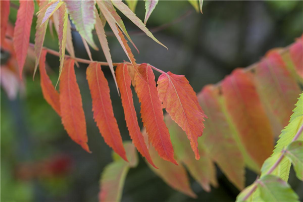 Rhus typhina