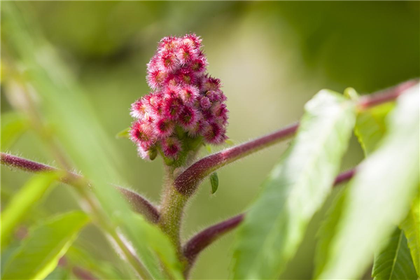 Rhus typhina
