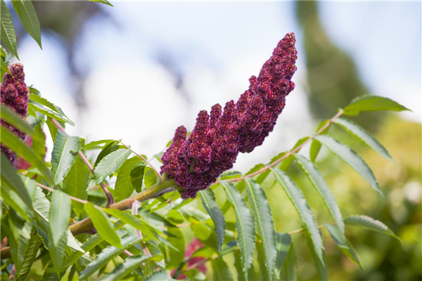 Rhus typhina