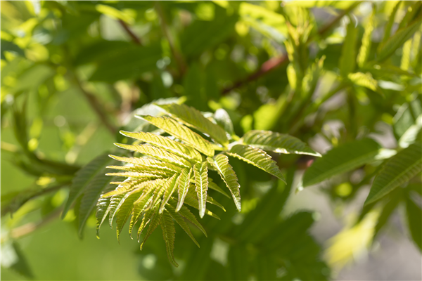Rhus typhina