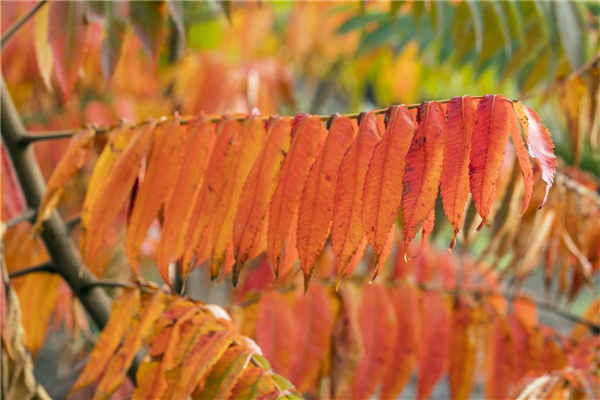 Rhus typhina