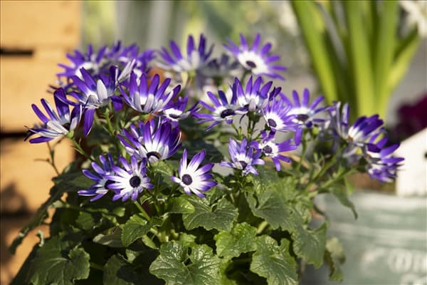 Senecio cruentus 'Senetti'